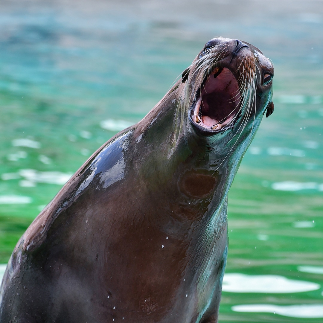 Sealion barking